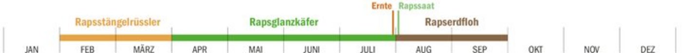 Winterraps unterliegt mit dem Rapsstängelrüssler (Februar/März), dem Rapsglanzkäfer (April, Mai, Juni) und dem Rapserdfloh (August/September) das ganze Jahr hinweg einem starken Schädlingsdruck. Der Stängelrüssler wird bei ansteigenden Temperaturen wohl in den nächsten Tagen aktiv.