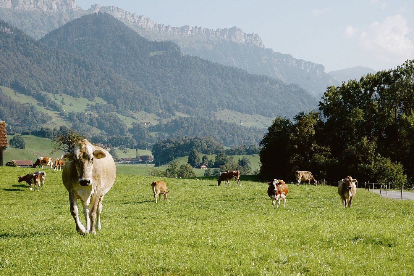 Junges Weidegras ist noch wichtiger, wenn der Kraftfuttereinsatz wie im Biolandbau beschränkt ist. (Symbolbild aem)