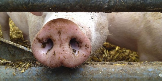 P-Suisse-Schweinemäster und Züchter erhalten nach langer Durststrecke wieder höhere Zuschläge. (Bild ©WOD - stock.adobe.com) 