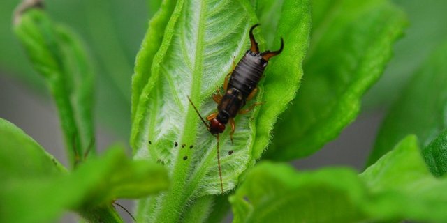 Der Gemeine Ohrwurm ist einer der identifizierten Fressfeinde. (Agroscope)