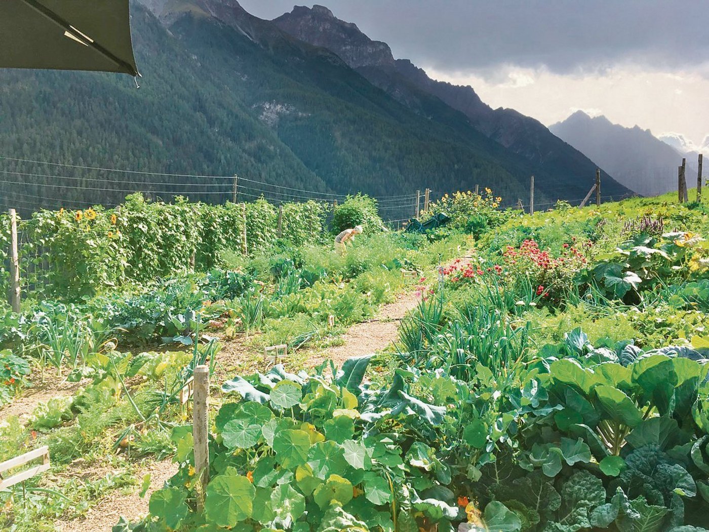 So präsentiert sich Cilgias Garten im Unterengadin auf einer Höhe von 1200 Metern. Eine Überraschungskiste ist stets mit saisonalem Gemüse, Blumen und Früchten gefüllt.(Bild zVg)