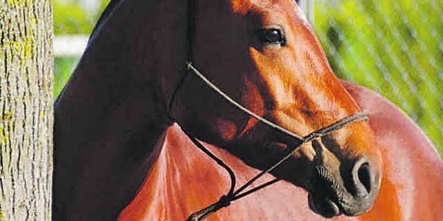 Die Freiberger Rasse soll echt bleiben und nicht im Warmblut-Genpool verschwinden, so das Ziel des RRFB. (Bild Karin Rohrer)