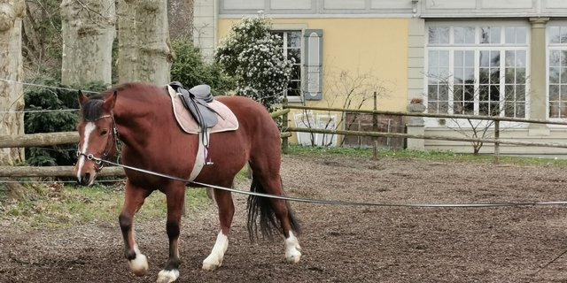 Die Vorbereitung der jungen Pferde auf die Feldtestprüfungen sind am Laufen. Wie diese stattfinden, ist noch nicht klar. (Bild sb)