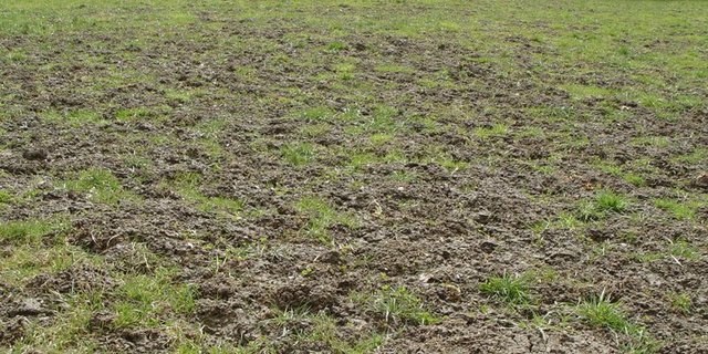 Die Mäuse haben sich die Grünlandflächen in Niedersachsen zu eigen gemacht. (Symbolbild Cornel Stutz/Agroscope)