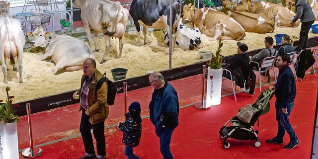Besucher der Swiss Expo 2020 spazieren in der Palexpo in Genf an den Kühen vorbei. Messen wie diese sind auch ein Schaufenster für die Schweizer Landwirtschaft. (Bild Keystone)