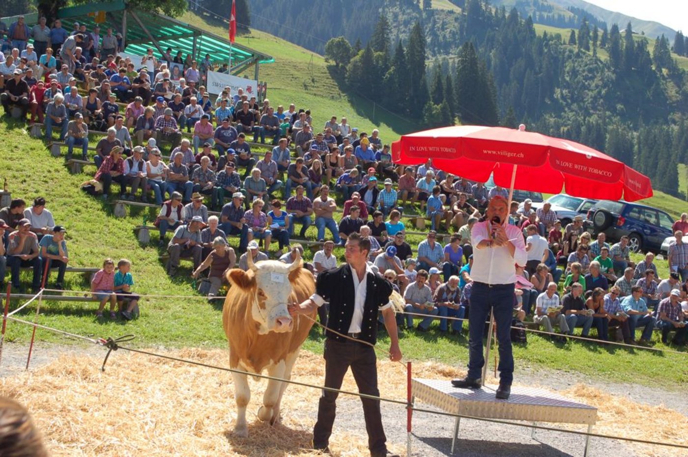 Milchkühe sind zurzeit knapp und teurer als 2014. (Bild dj)