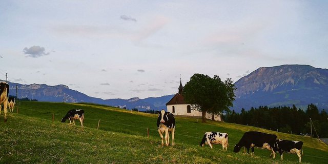 So mögen es die Kühe gerne: ein stress- und fliegenfreier Abendweidegang auf Francesco De Benedettos Lehrbetrieb.