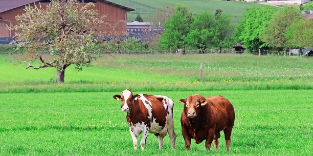 «Der Landwirt darf nicht zum Nebenbuhler werden»: Ein wichtiger Grundsatz für Franz Burri im Umgang mit Stieren. Laut ihm ist dies der Grund für viele Unfälle.  