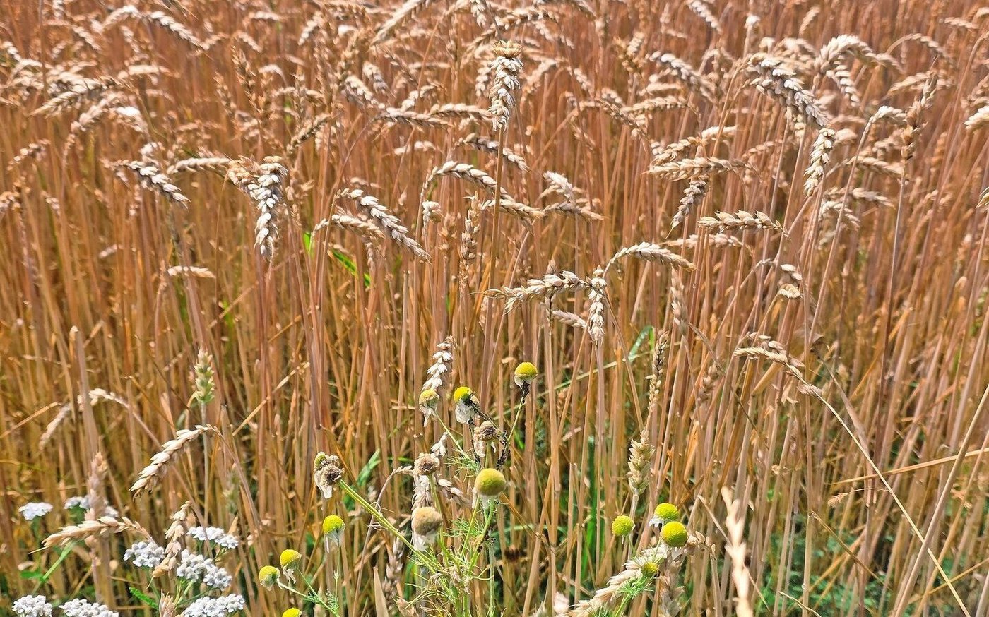 Biogetreide präsentiert sich bestens.