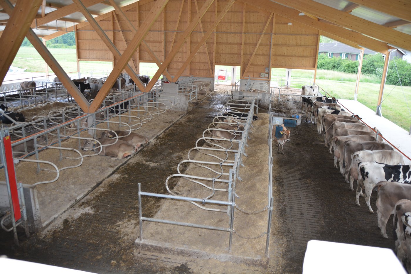 Vier Liegereihen, zwei Fressreihen im neuen Stall, mit viel Holz gebaut.