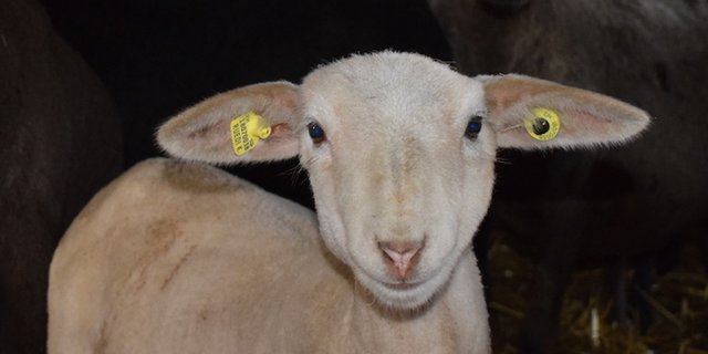 Neu sind für Schafe und Ziegen zwei Ohrmarken Pflicht, wobei bei den Schafen eine Ohrmarke einen Mikrochip haben muss. (Bild dj)