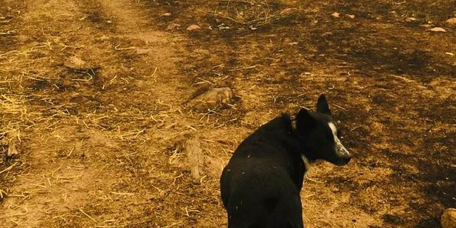 Border Collie "Patsy" gibt auf die Schafe von Bauer Hill acht. (Bild Facebook Cath Hill)