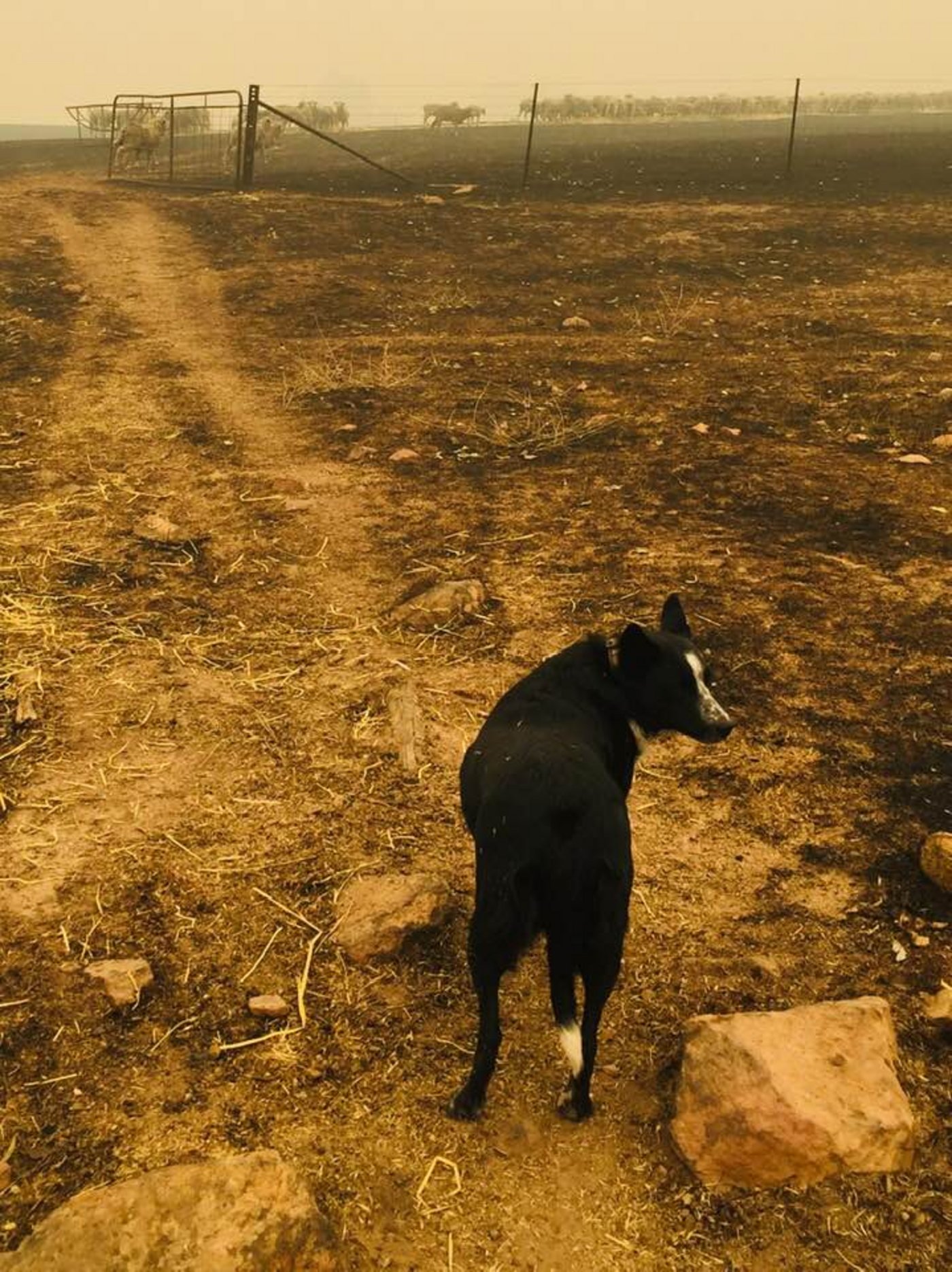 Border Collie "Patsy" gibt auf die Schafe von Bauer Hill acht. (Bild Facebook Cath Hill)