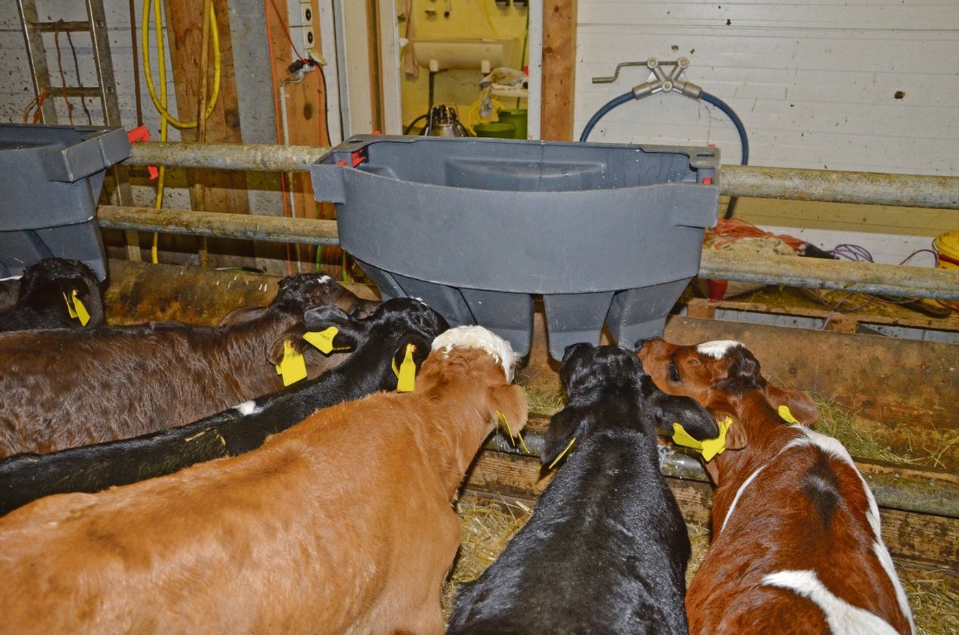 Wird Milch ad libitum angeboten, trinken Kälber in den ersten paar Wochen zehn bis zwölf Liter Milch pro Tag. (Bild BauZ)