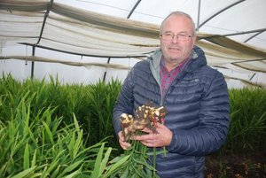 Ingwer boomt – und wächst in der Schweiz Stephan Müller kann dieses Jahr rund 17 Tonnen Ingwer ernten. (Bild rb