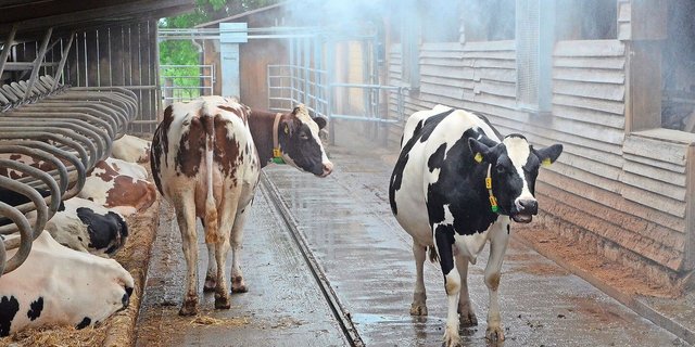 Die durch Vernebelungsanlagen entstehende feuchte Luft muss unbedingt aus dem Stall transportiert werden.     