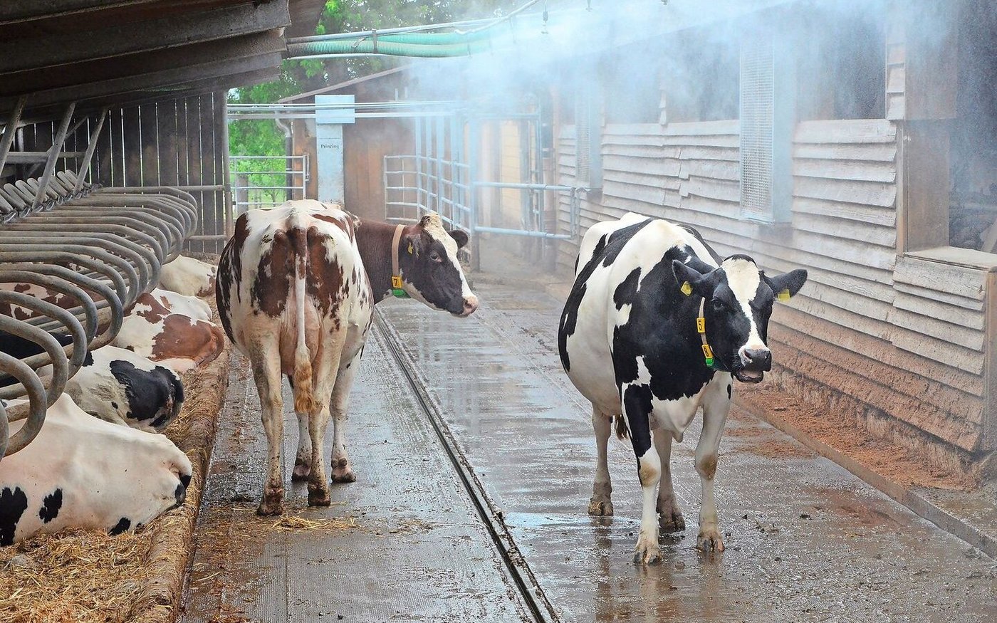 Die durch Vernebelungsanlagen entstehende feuchte Luft muss unbedingt aus dem Stall transportiert werden.     