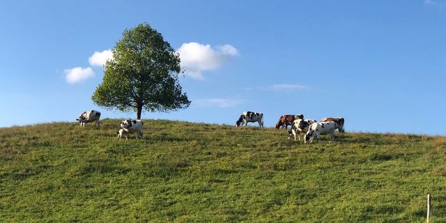 Je nach Ausgestaltung des GMF-Programms wird ein Proteinmangel in der Gesamtration wahrscheinlich oder aber eine ausreichende Energiezufuhr zur Herausforderung. (Bild BauZ)
