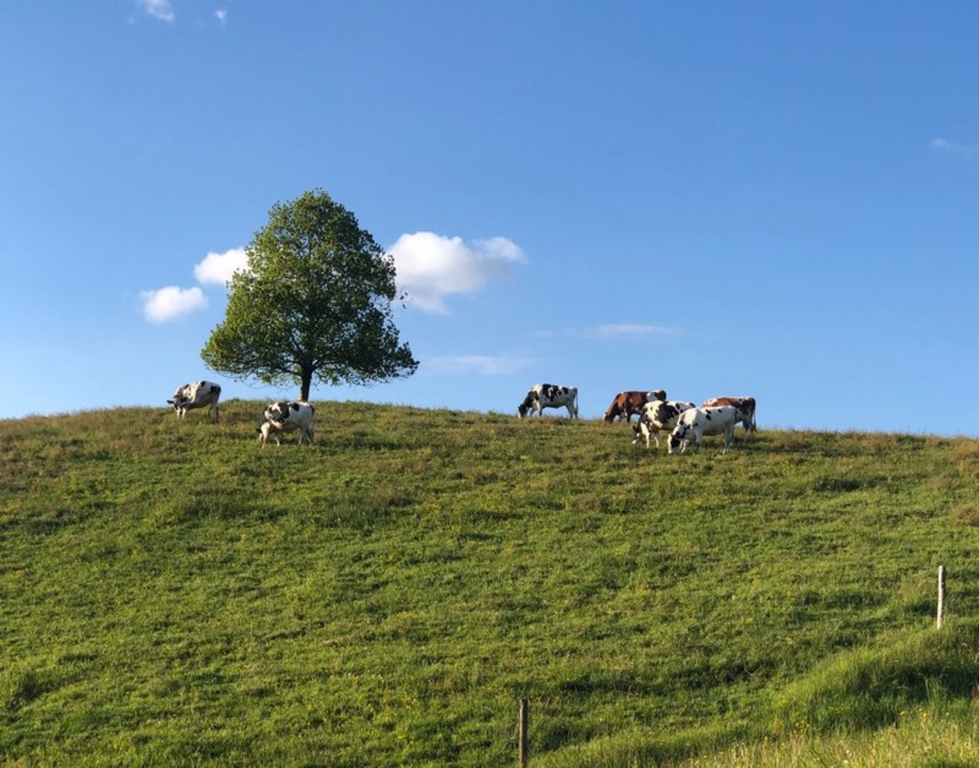 Je nach Ausgestaltung des GMF-Programms wird ein Proteinmangel in der Gesamtration wahrscheinlich oder aber eine ausreichende Energiezufuhr zur Herausforderung. (Bild BauZ)