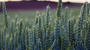 Beizungsversuche mit Beizungsversuche mit Weizensaatgut sind dieses Jahr Teil der «Innovationsplattform Pflanzenbau», hier in Bünzen.