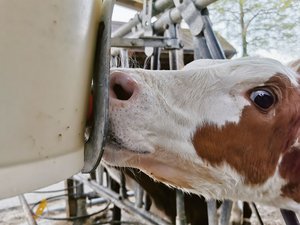 Kälber sollen möglichst hohe Tageszunahmen haben. Das Organwachstum erfolgt in der frühen Lebensphase vorrangig durch Zellteilung. Dann werden auch die Zellen im Euter gebildet. (Bild sb)