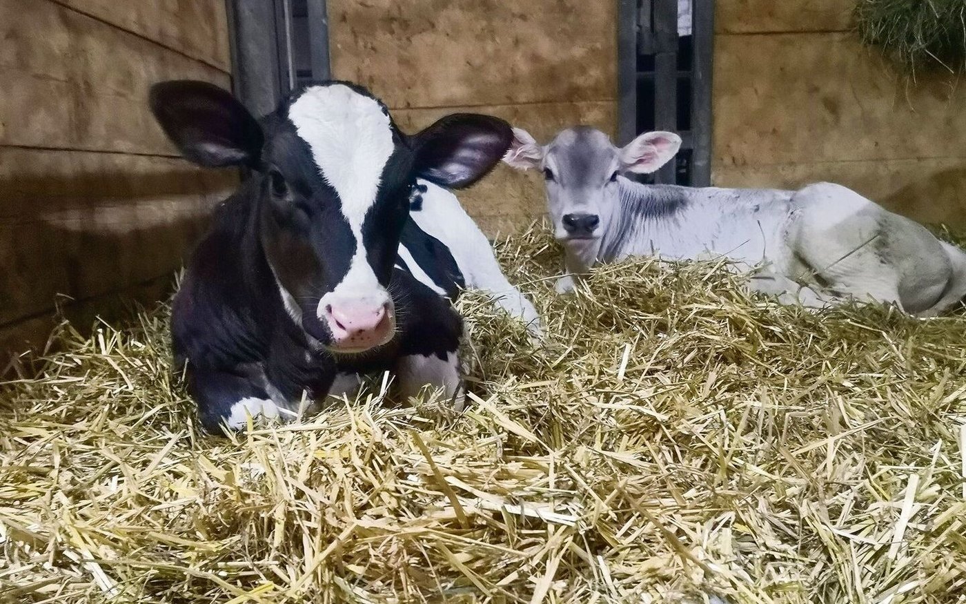 Manchmal braucht es mehrere Besamungsversuche, bis eine Kuh trächtig wird und ein Kalb zur Welt bringt.