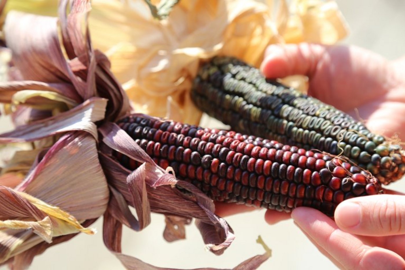 Gleich beim ersten Blick fallen Landmaissorten durch ihre Farbe auf. (Bilder Celina Wyss/lid)