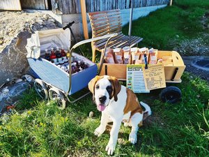 Bernhardiner: Wissenswertes über den Schweizer Nationalhund Ein grosser Kerli: Regula Löffels Hund Knutt ist knapp einjährig, hat aber schon eine stattliche Postur. Wägeli ziehen darf Knutt aber noch nicht. Löffel will damit warten, bis ihr Hund ausgewachsen ist. (Bild Regula Löffel)