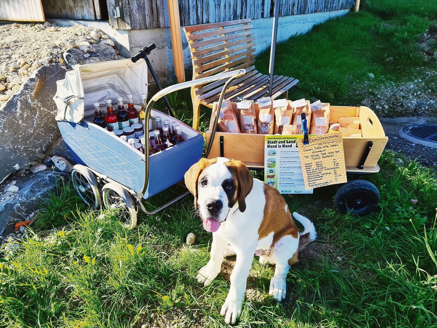 Ein grosser Kerli: Regula Löffels Hund Knutt ist knapp einjährig, hat aber schon eine stattliche Postur. Wägeli ziehen darf Knutt aber noch nicht. Löffel will damit warten, bis ihr Hund ausgewachsen ist. (Bild Regula Löffel)