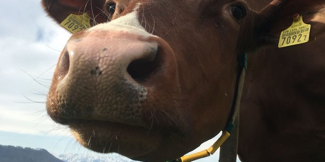 Neugierig? Die BauernZeitung informiert. Heute über die Zuchtfamilien.