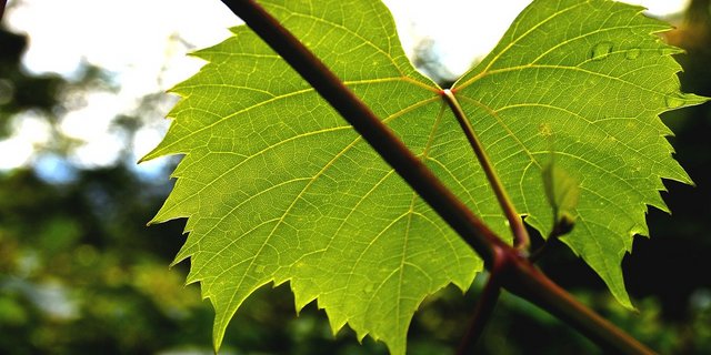 Die Reben nehmen Schaden, wenn man ihnen die Blätter wegnimmt. Ob das den Dieben bewusst war, ist unklar. (Bild Pixabay)