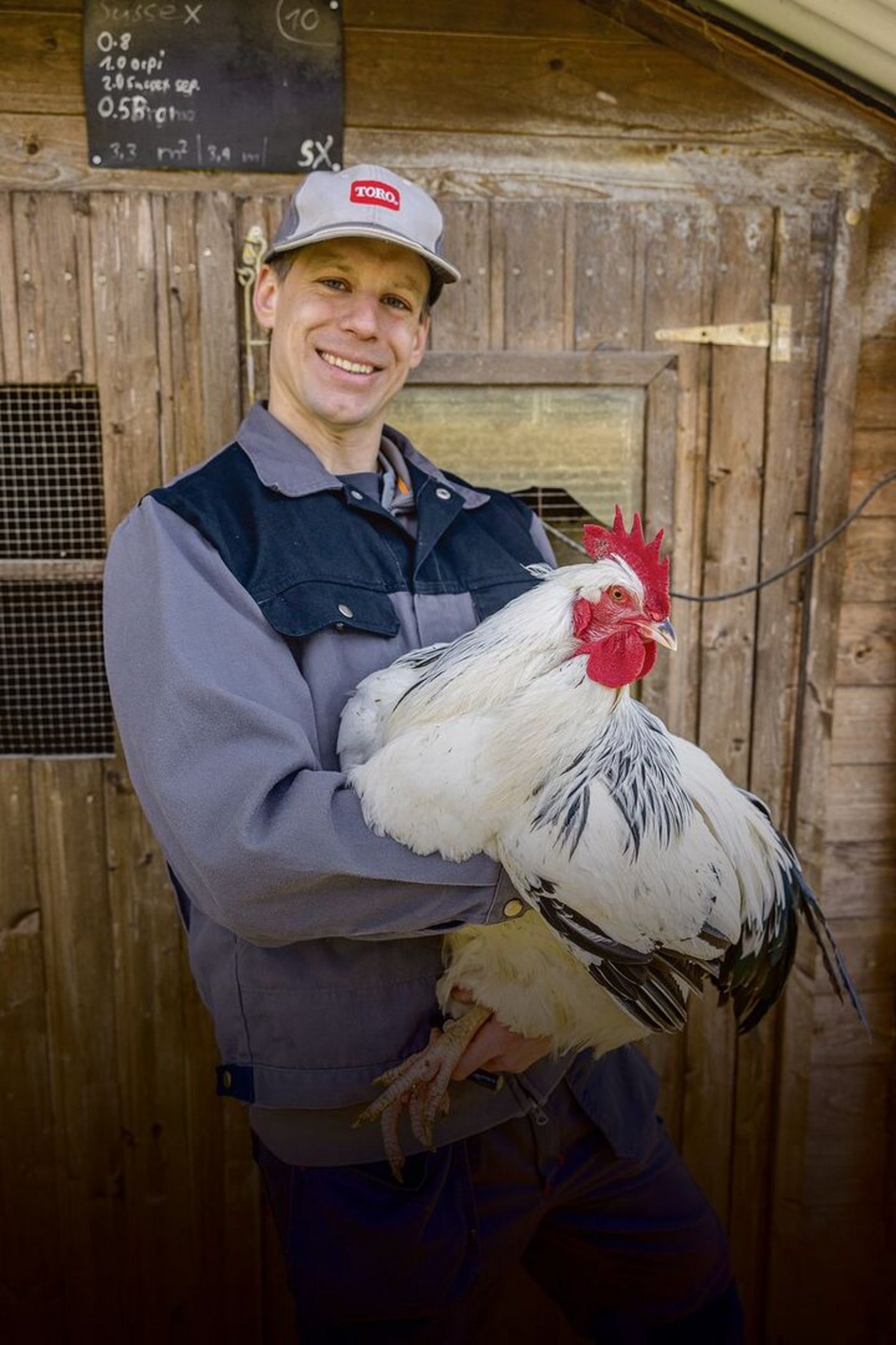 Der Sussex-Hahn ist eine beeindruckende Erscheinung. Zum Schutz der Hennen trägt er einen Krallenschutz. Die alte Landrasse stammt aus England und hat einen ruhigen, zutraulichen Charakter. 