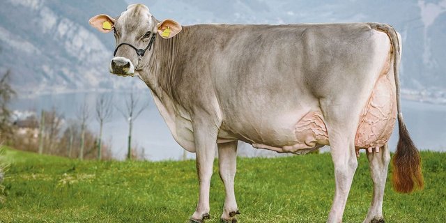 Devin Paloma ist eine der schönen Obwaldner Kühe, die an der Wintershow zu bestaunen sein werden.