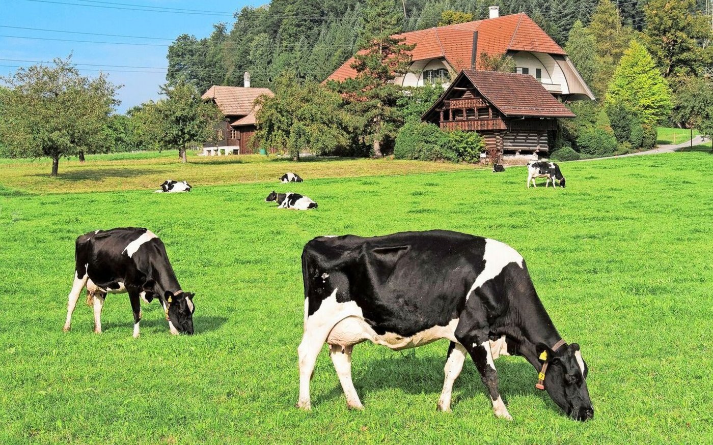 Die Schweizer Viehzucht steht vor Herausforderungen – der Rückgang der Kuhzahlen ist auch bei Swissgenetics spürbar.