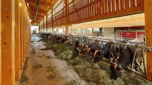 Die Empfehlungen zu Milchkühe in einem modenen Stall.