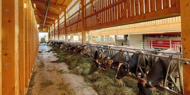 Milchkühe in einem modenen Stall.