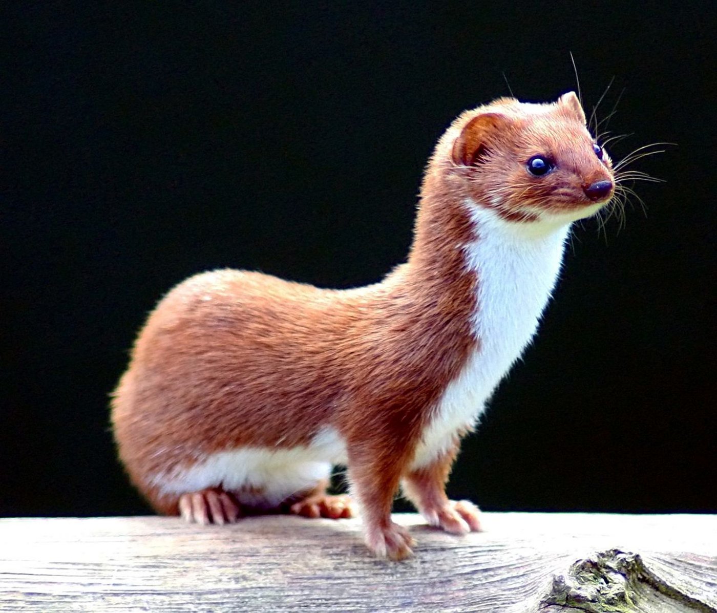 Ein effizienter Mäusejäger. (Bild Keven Law - Wikimedia)