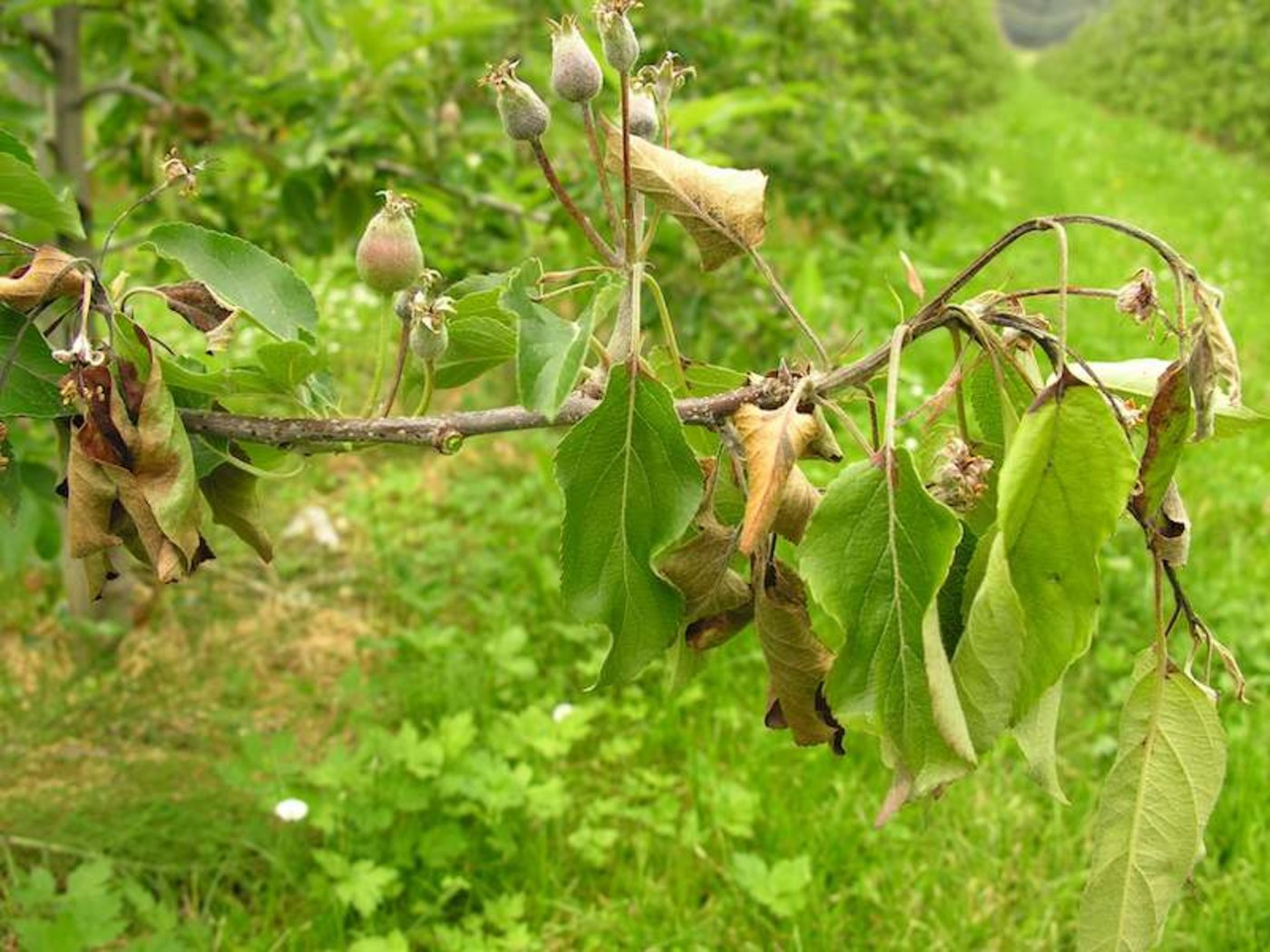 Feuerbrand kann grosse wirtschaftliche Schäden anrichten. Daher gilt es, schnell zu handeln. (Bild Acroscope)