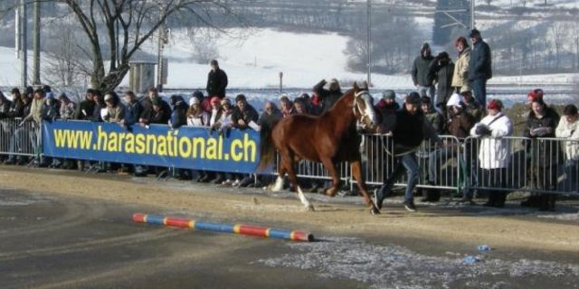 Die vorgeführten Kandidaten wurden auf ihre korrekte Abstammung väterlicherseits und auf mögliche Erbkrankheiten getestet. (Bild SFV)