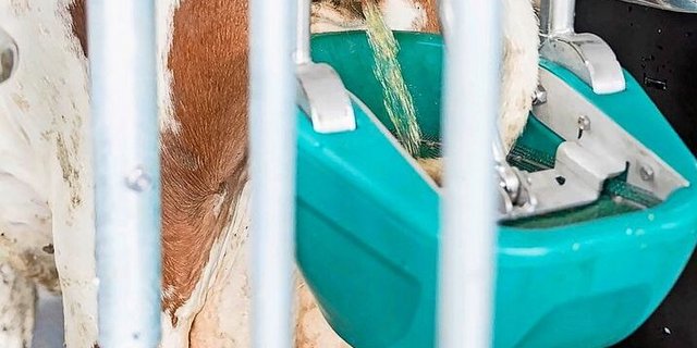 Nach der Massage wird der Urin aufgefangen und separat gelagert. 