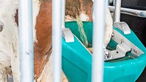 Nach der Massage wird der Urin aufgefangen und separat gelagert. 