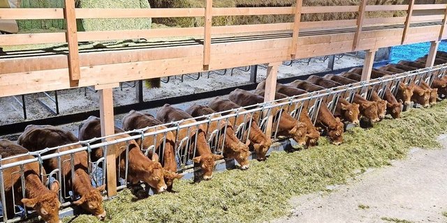Einblick in den Limousin-Zuchtbetrieb von Familie Emmenegger, Roorberg, Schüpfheim LU.