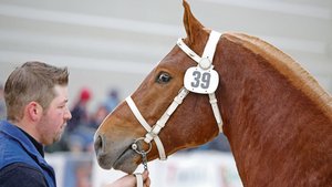 An Volvik de Jasman aus der Zucht von Familie Froidevaux hatten die Oberemmentaler Interesse gezeigt. Nun ist er in Deutschland und steht nur noch als KB-Hengst zur Verfügung. «Uninteressant für uns», sagen die Oberemmentaler. 