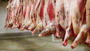 Der Kanton Bern hat mit der Schliessung der Ernst Sutter AG im Emmental den letzten grossen Schlachthof verloren. Die Tiere werden fortan in umliegenden Kantonen getötet.  