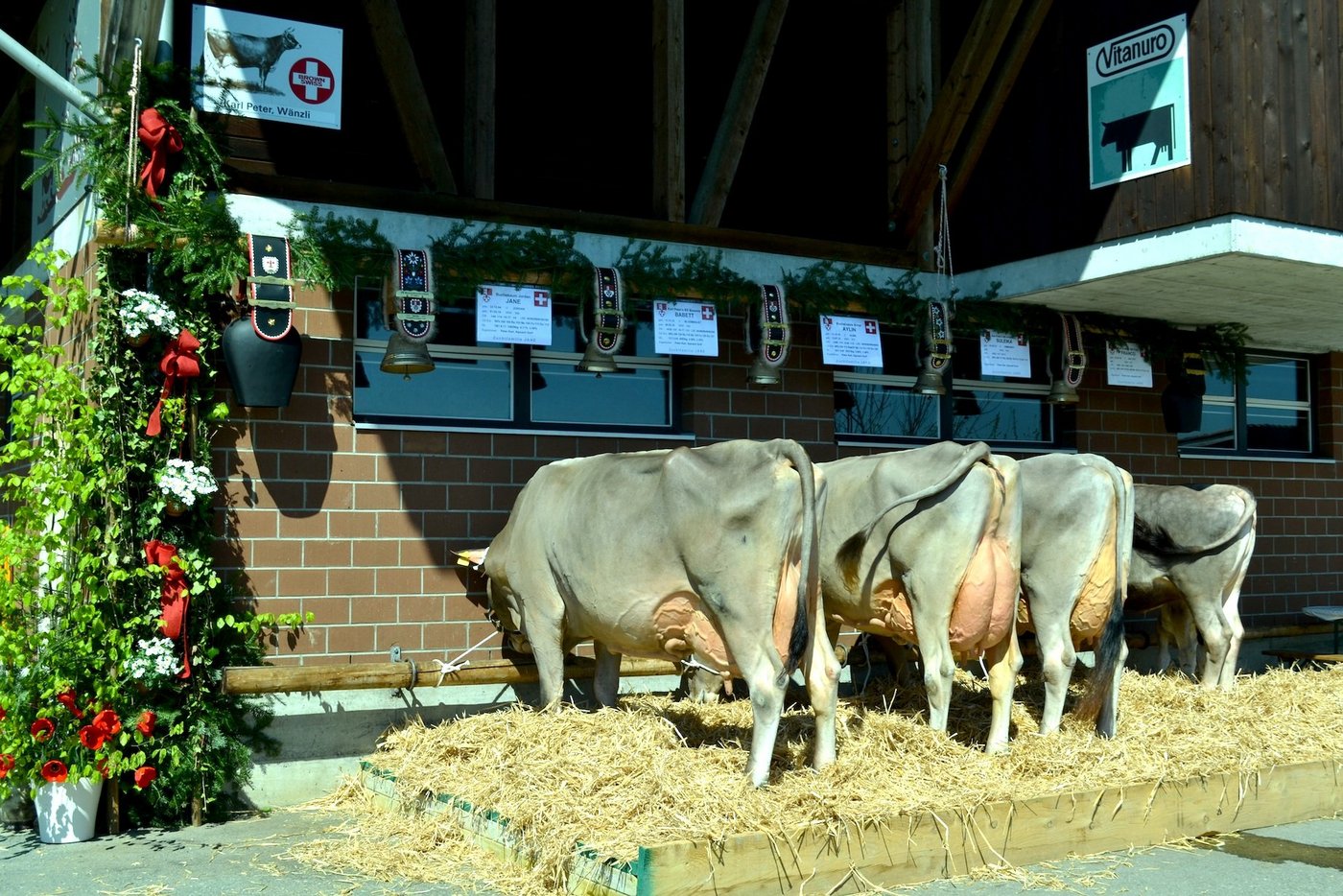 Zuchtfamilie der Kuh Jane von Karl Peter, Alpnach, mit der Beurteilung 87 Punkte, Klasse A. (Bilder Paul Küchler)