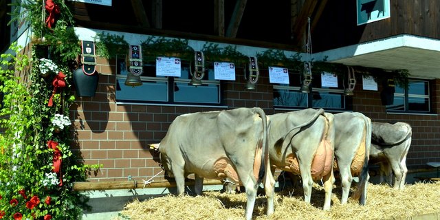 Zuchtfamilie der Kuh Jane von Karl Peter, Alpnach, mit der Beurteilung 87 Punkte, Klasse A. (Bilder Paul Küchler)