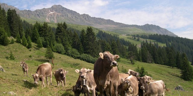 Durch das frühzeitige Bestossen werden junge Futtergräser durch den Weidetritt zur Bestockung angeregt und bilden eine dichtere Grasnarbe, gleichzeitig werden unerwünschte Lückenfüller zertreten. (Bild BauZ)