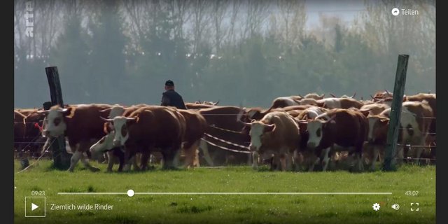 So sieht man Kühe selten: in grosser Zahl und beinahe frei in einer gemischten Herde. (Bild Screenshot Arte)