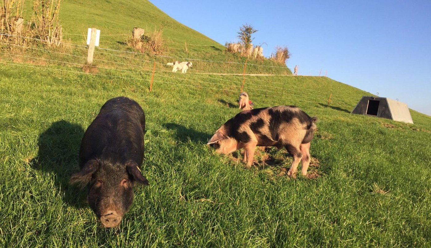 Alpschweine bereits von einigen Züchtern in den Schweizer Alpen gehalten. (Bild Susanne Knaus, Hörnlihof)