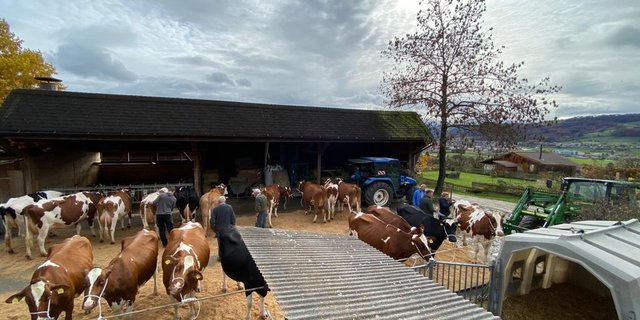 Ein Team aus zwei Experten könne pro Tag etwa 100 bis 150 Kühe beurteilen – je nach  Distanzen und der Anzahl Tiere pro Betrieb. (Bild lja)